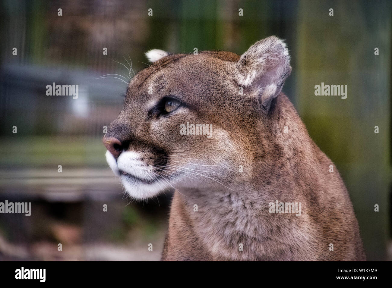 This is the cougar when he isn't yawning (like my last photo of him ...