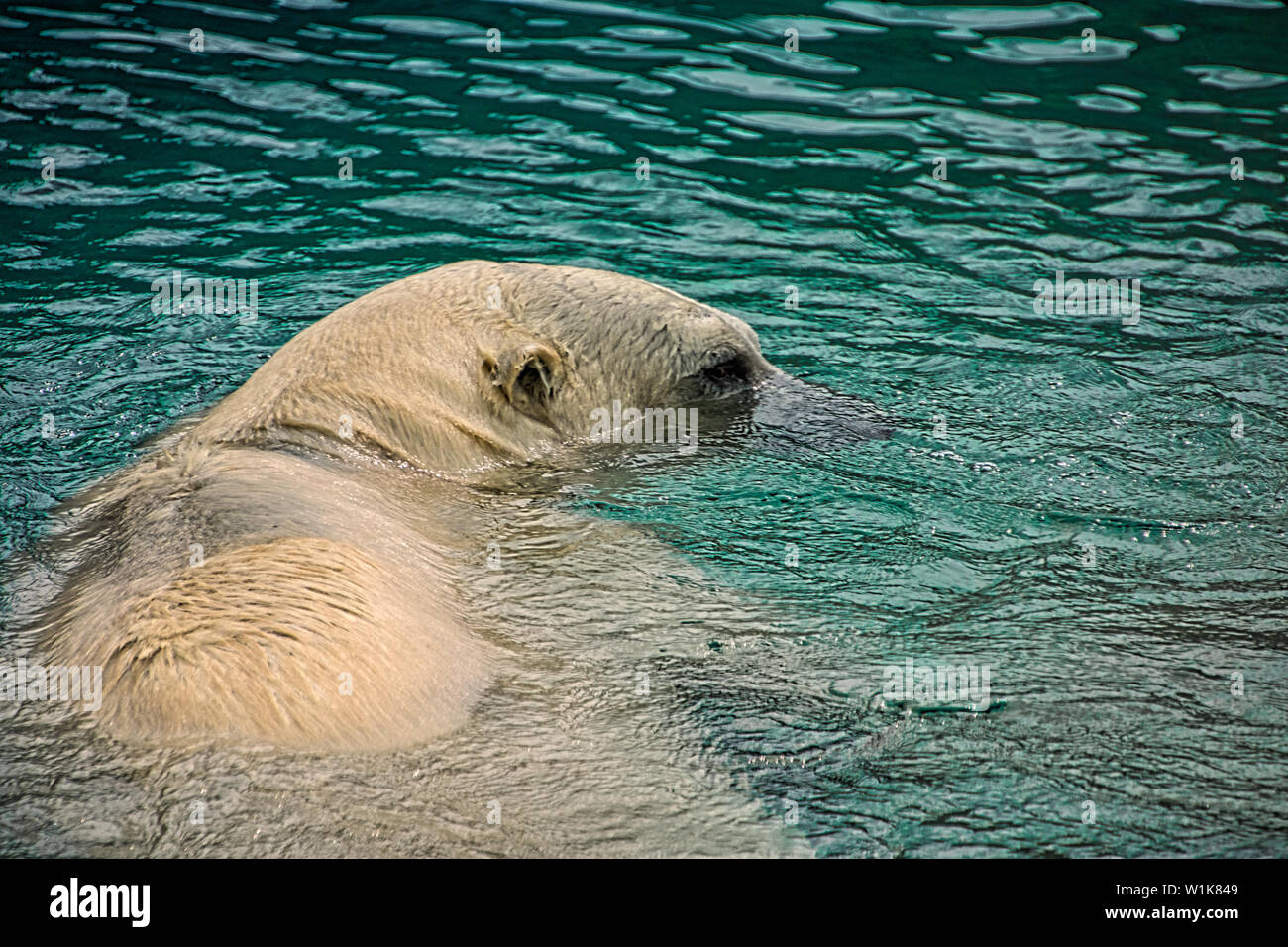 It was the first cooler day after a long heat wave, so the animals at