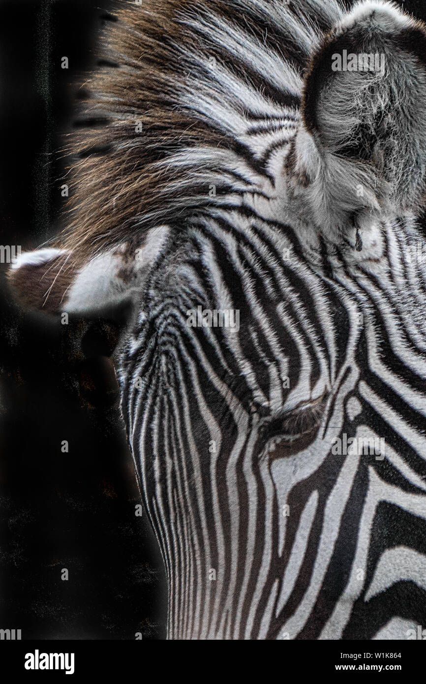 Another in the Animal Portraits series. During a trip to South Africa, I learned that we have been pronouncing the word Zebra incorrectly. It's ZEHbra Stock Photo