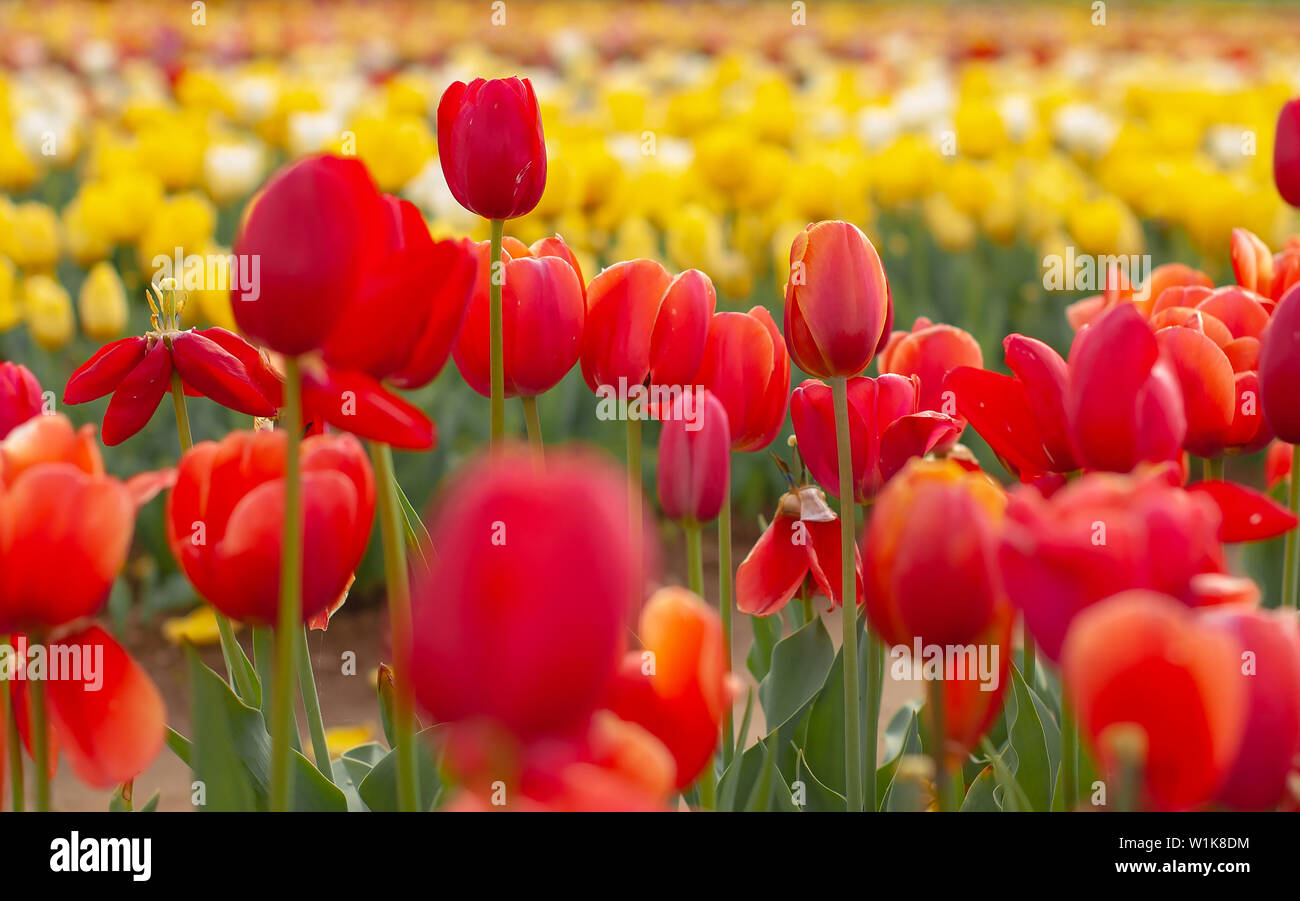 Blooming tulip fields in Netherlands, flower with blurrred colorful tulips as background. Selective focus,tulip close up Stock Photo