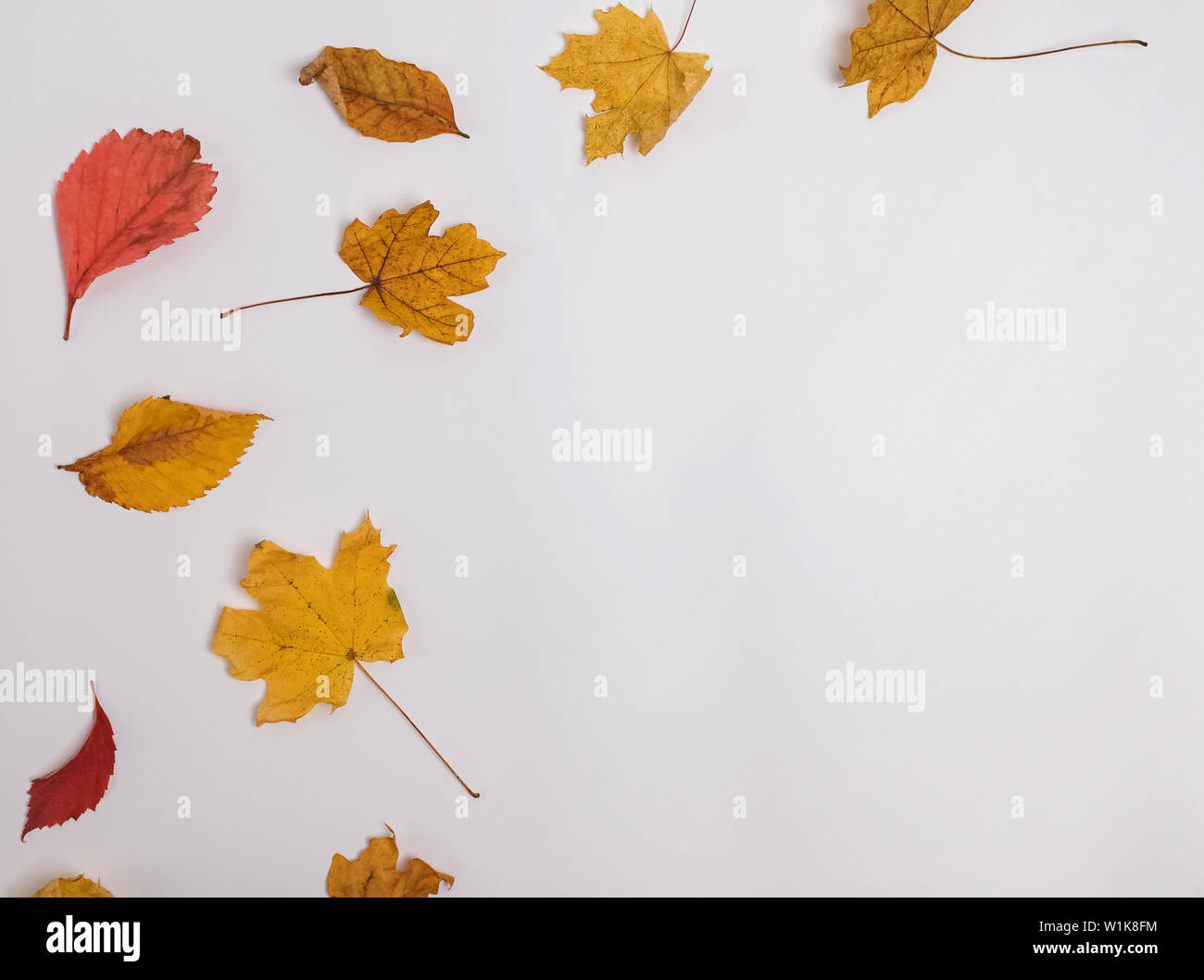 Autumn leaves isolated on the white background with copy space Stock ...