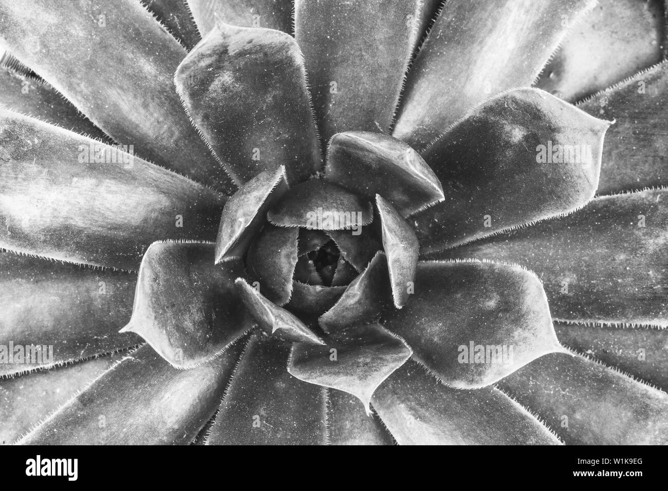 flower succulent top view close-up, black and white macro photo Stock Photo