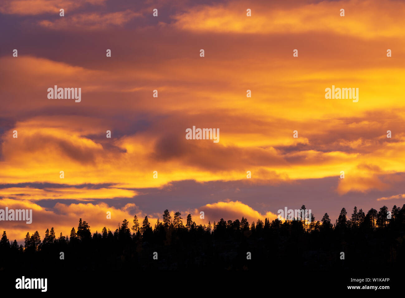 Sunset sky with clouds behind forest silhouette Stock Photo - Alamy