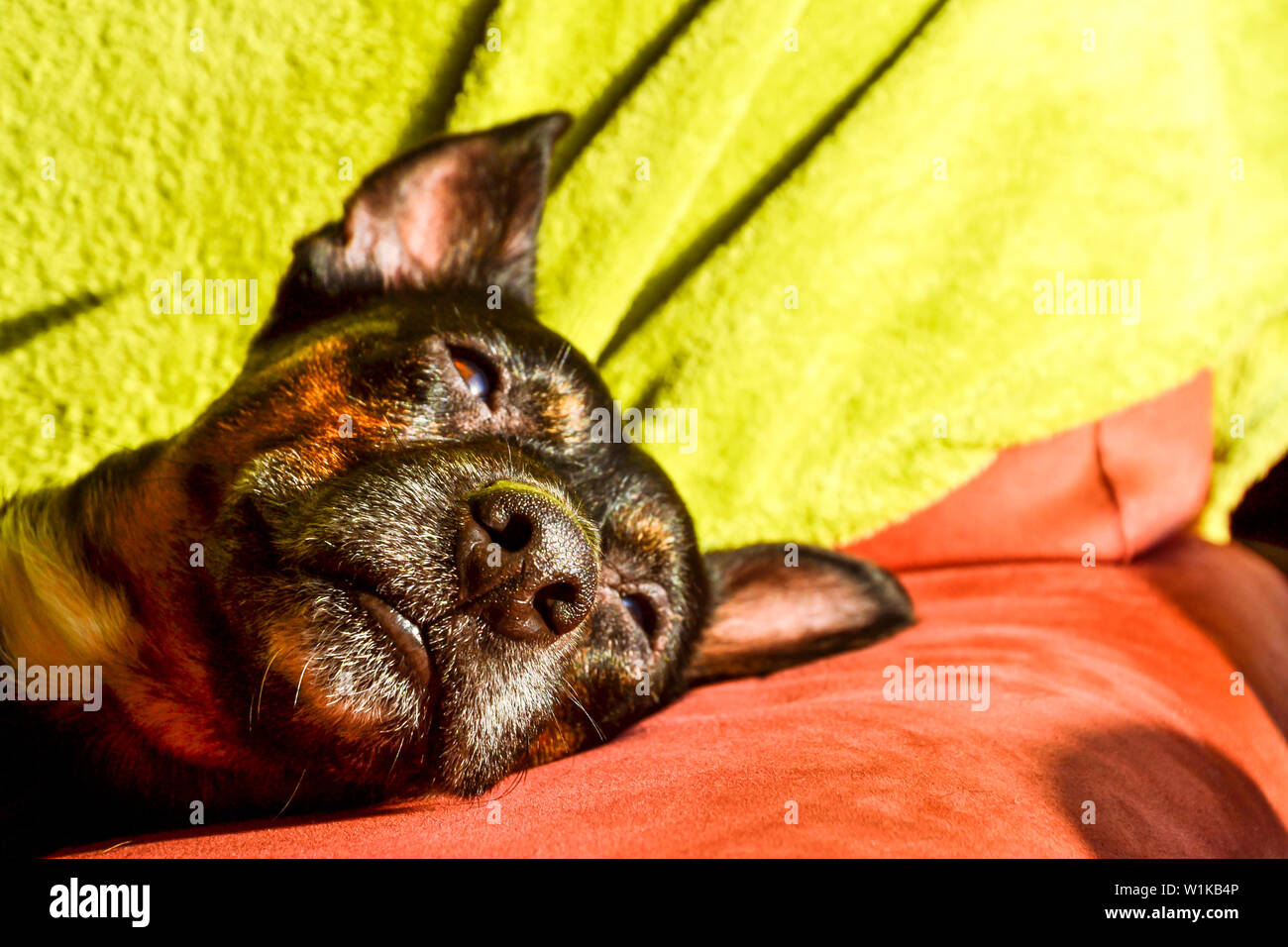 Black dog - sad rescue dog waiting for his owner to come back and pick ...