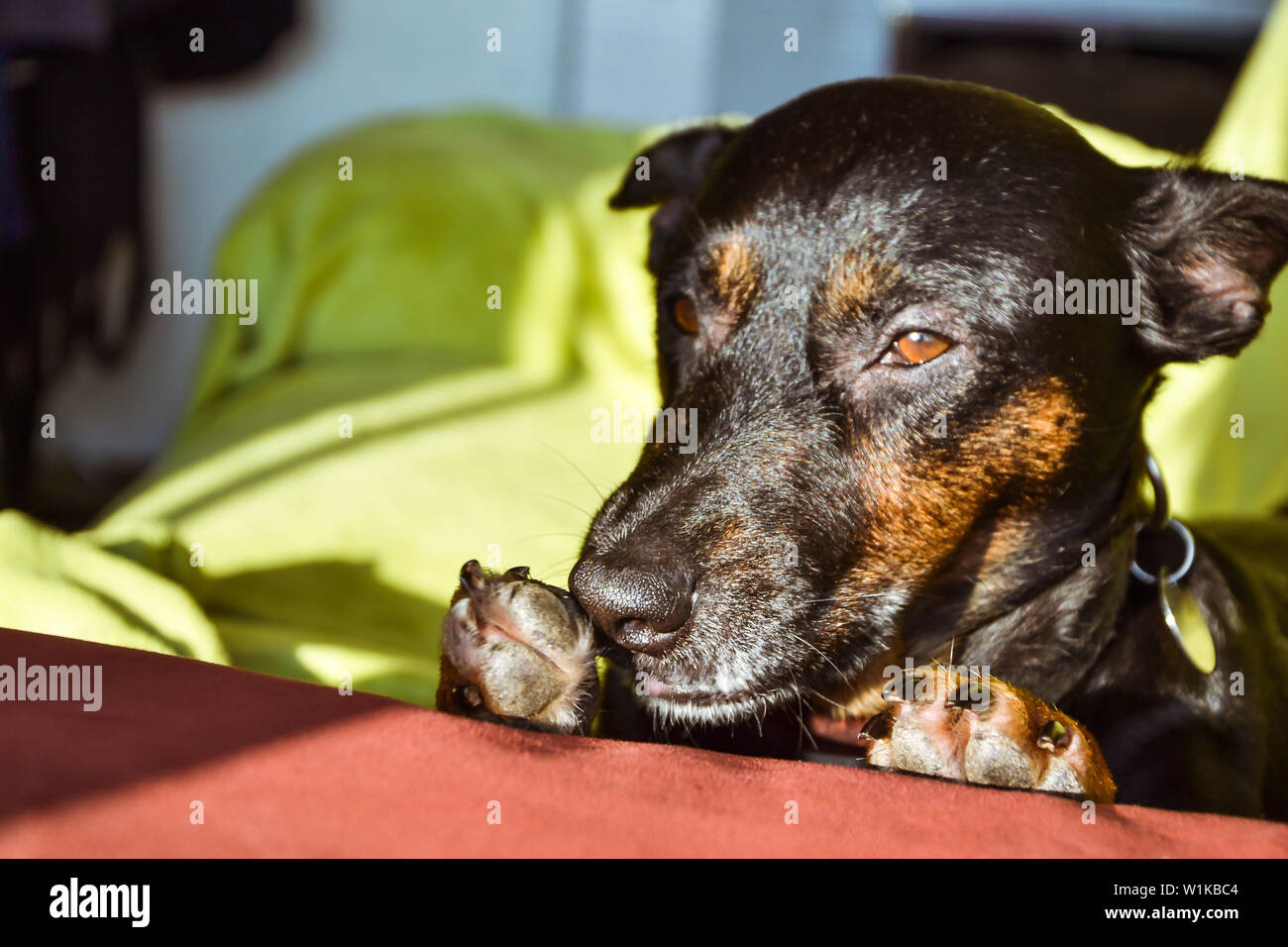 Black dog - sad rescue dog waiting for his owner to come back and pick ...