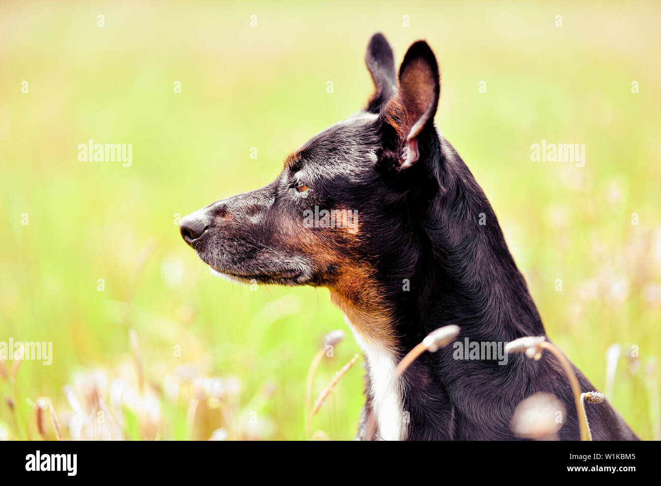 Rescue dog - cute black mongrel sitting on a grass, sunny morning meadow Stock Photo