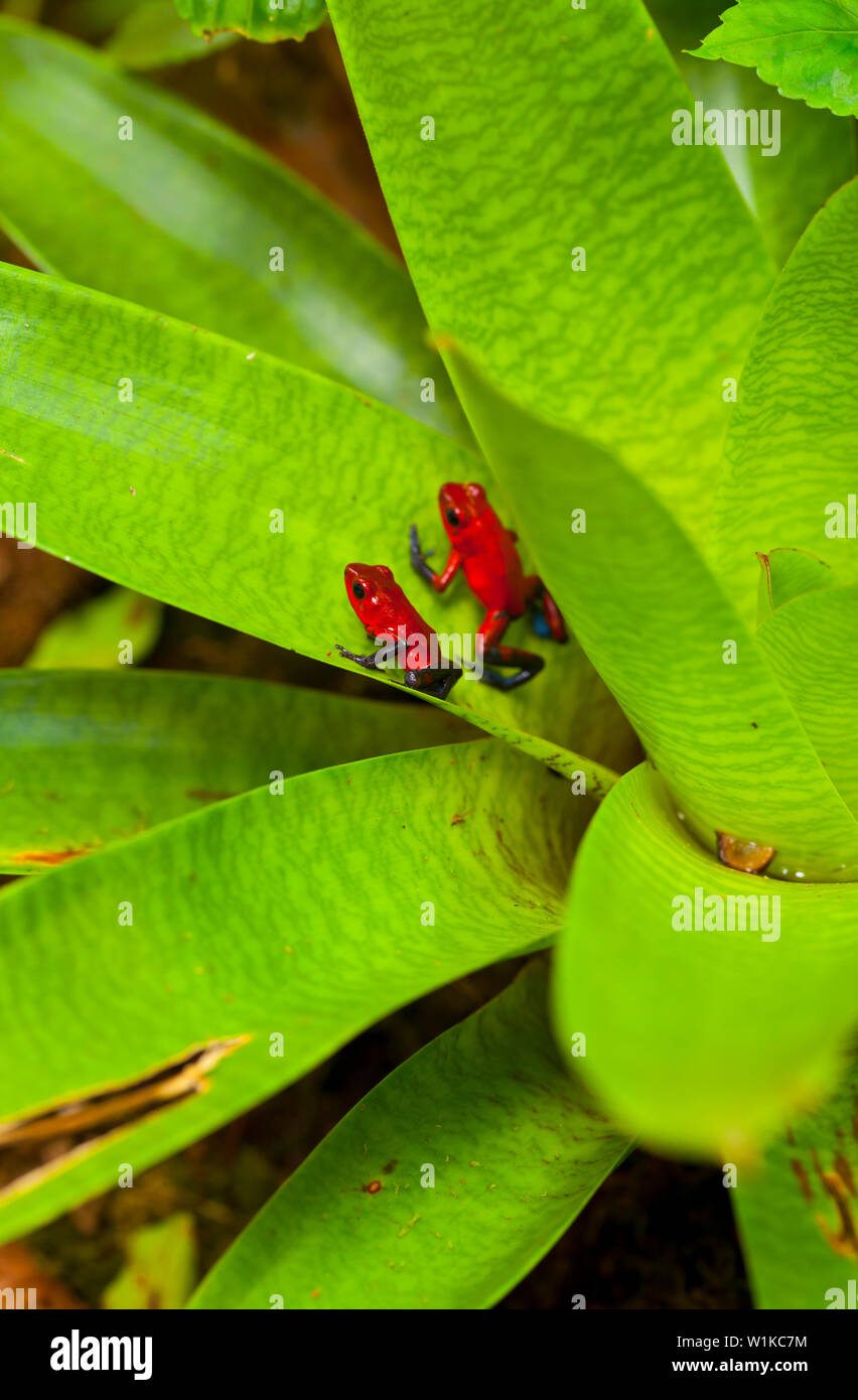 POISON FROG - RANA FLECHA AZUL Y ROJA (Oophaga pumilio), Santa Elena Cloud Forest Nature Reserve, Costa Rica, Central America, America Stock Photo