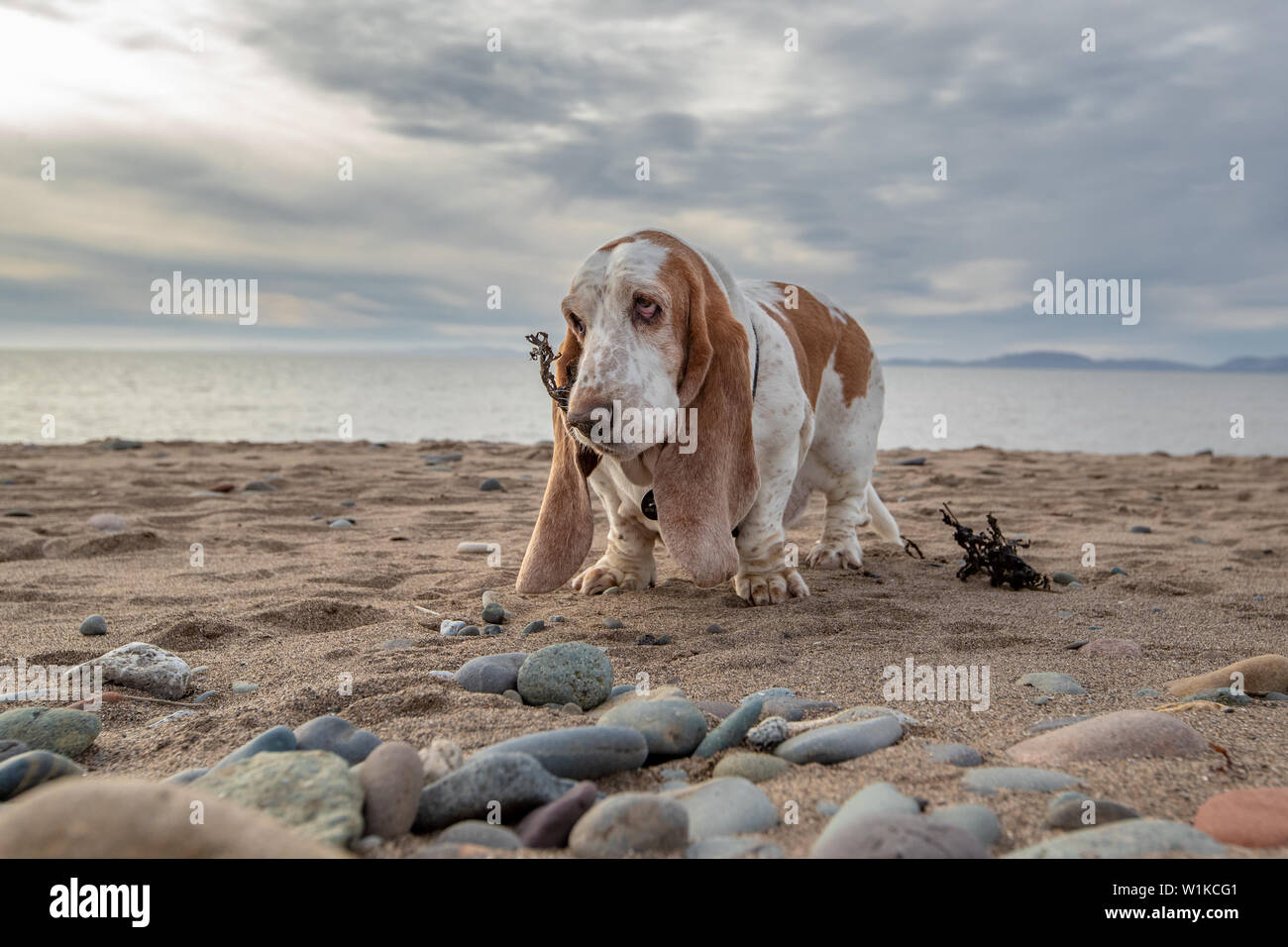 Wide-angle close-up of Basset Hound holding some seaweed on a beach, England Stock Photo