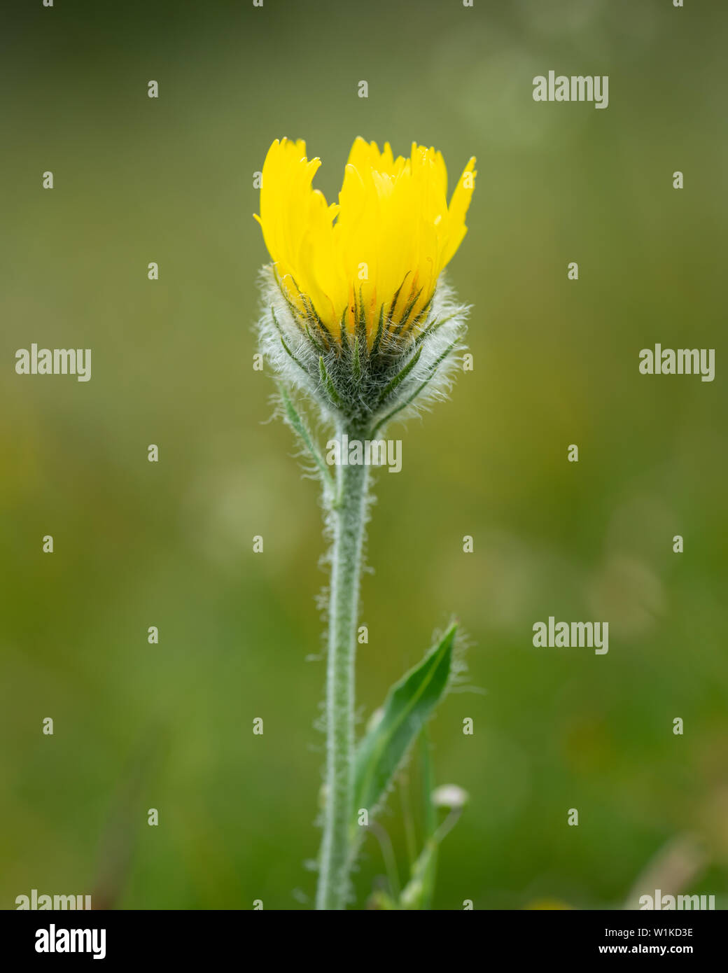 Closeup of a shaggy hawkweed (Hieracium villosum, Asteraceae) in the Austrian Alps Stock Photo