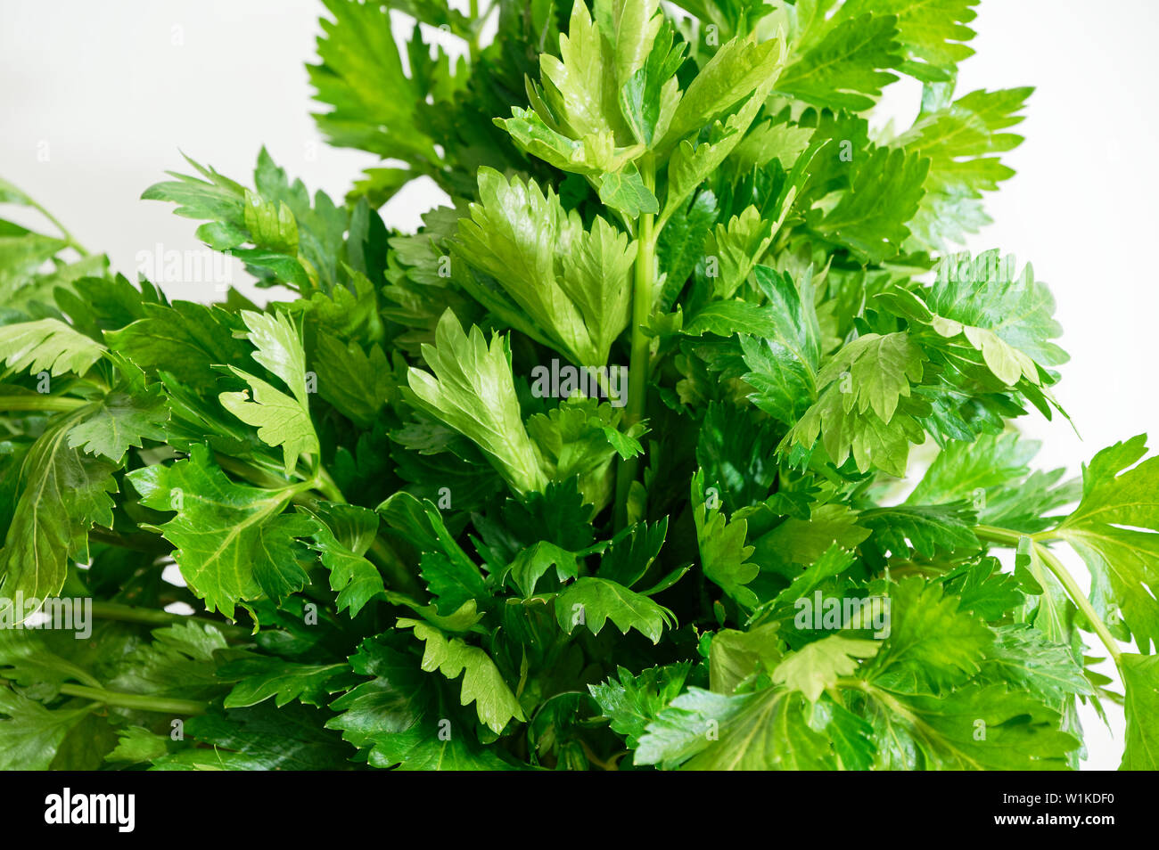 Lovely bright green celery Stock Photo Alamy