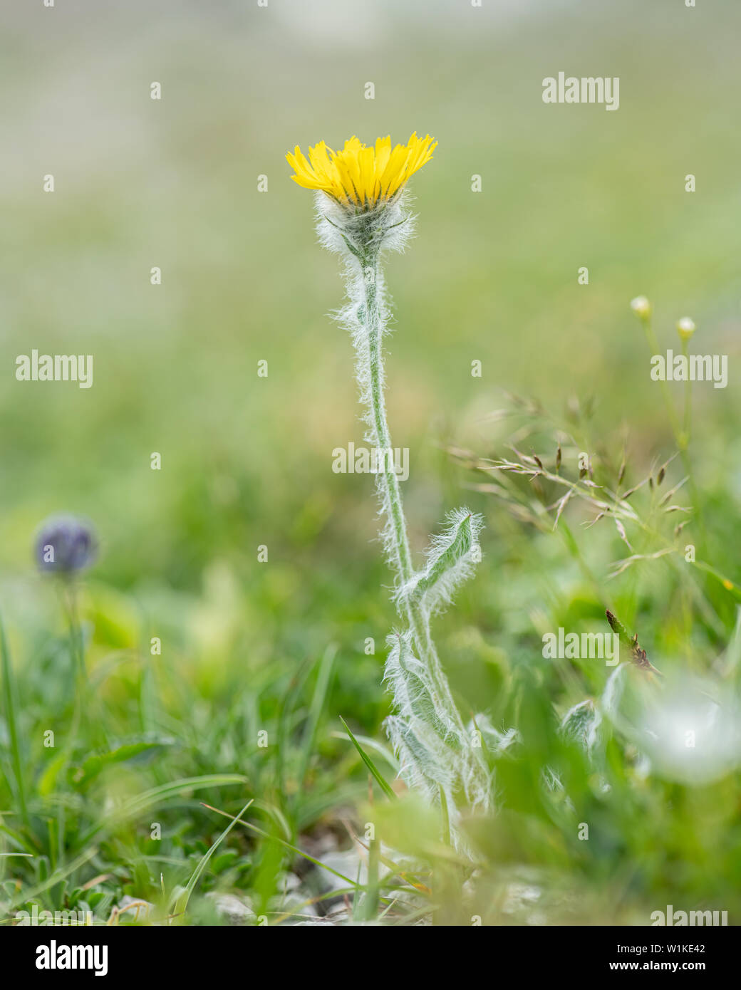 Closeup of a shaggy hawkweed (Hieracium villosum, Asteraceae) in the Austrian Alps Stock Photo