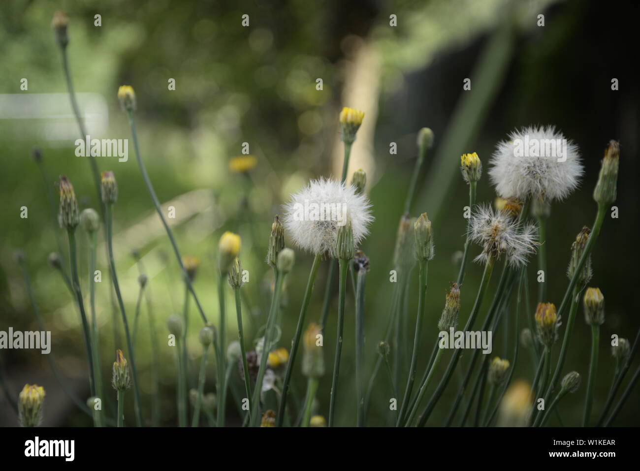 Basque Flower Types wild flowers in Basque hills, pasakdek Stock Photo - Alamy