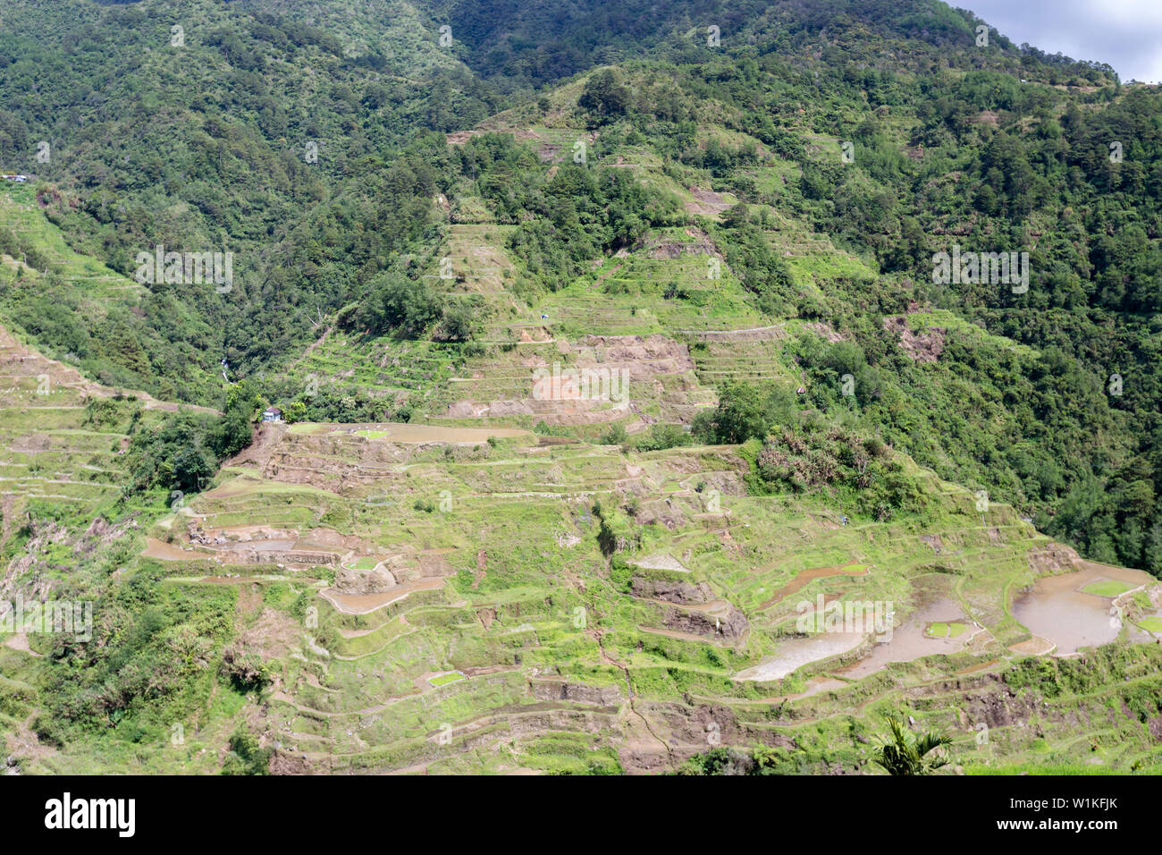 View of the rice terraces as seen from the Banaue viewpoint, Banaue, Philippines Stock Photo