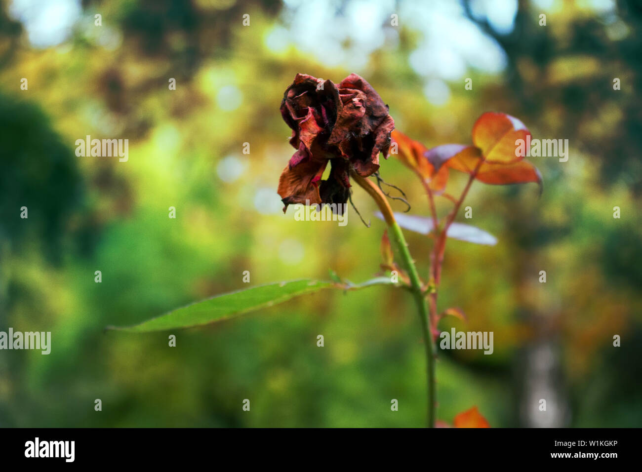 Dried rose flower in autumn Park. Symbol of decay and last of love