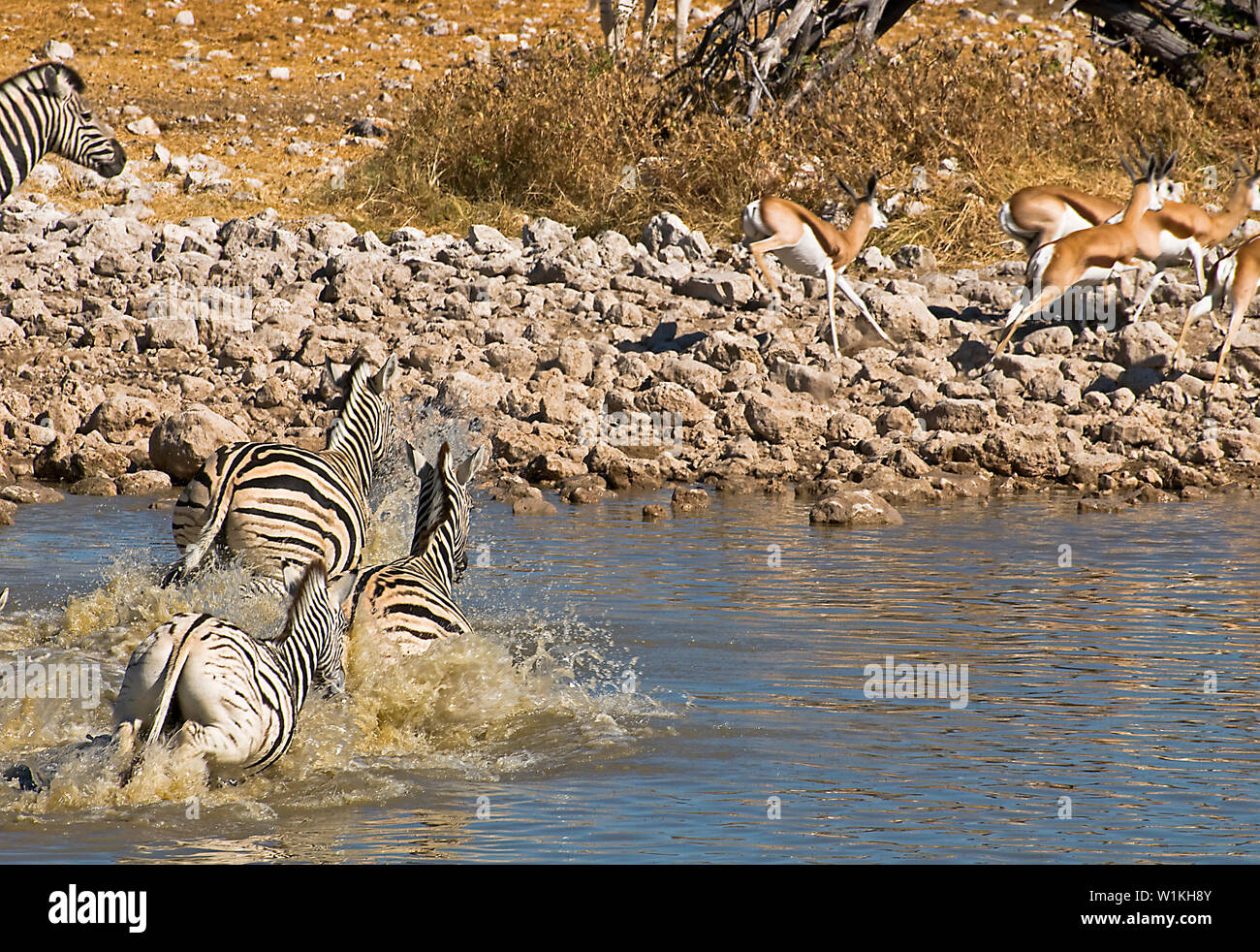 Namibias national animal hi-res stock photography and images - Alamy