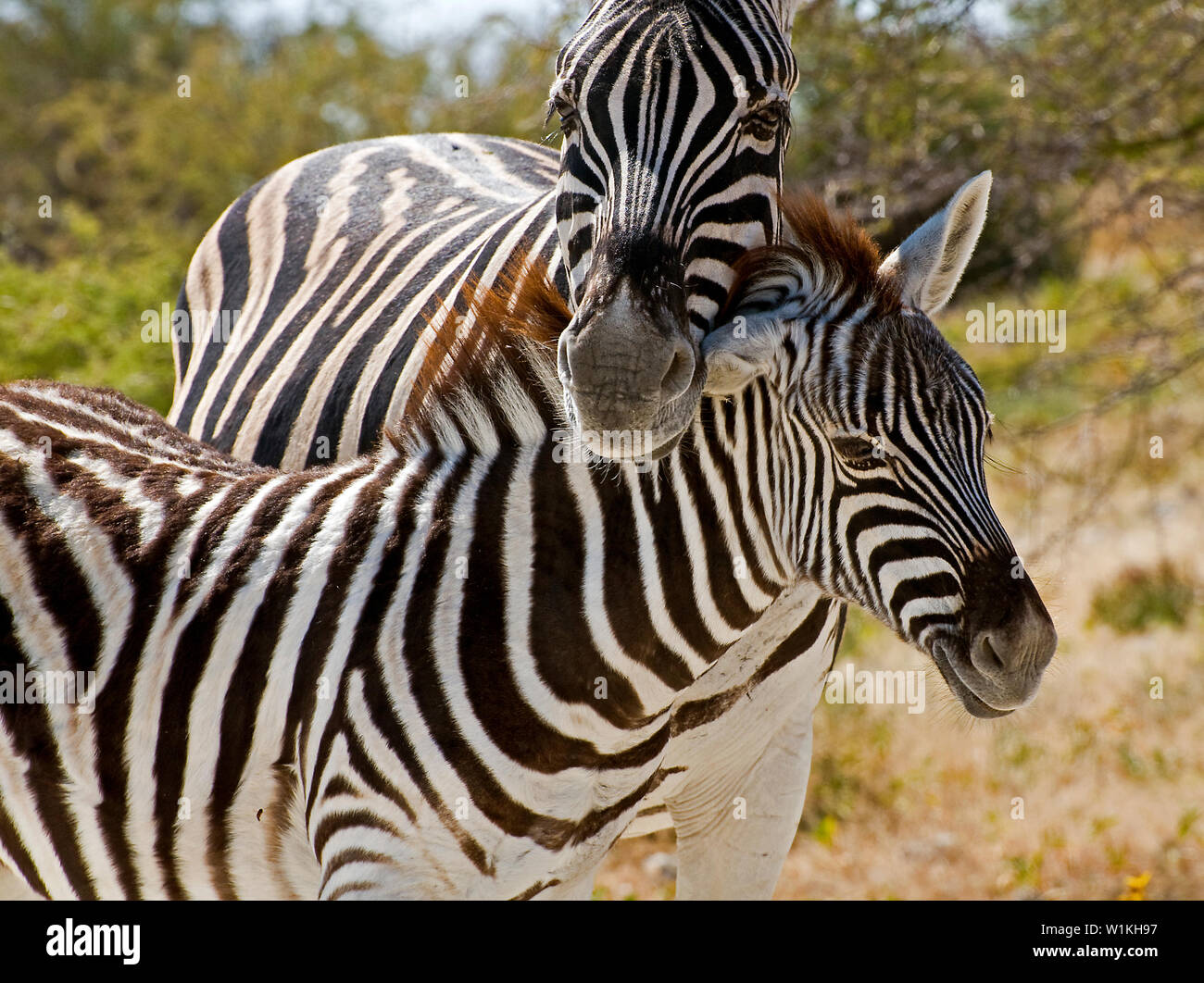 A mother zebra protects her baby near the Etosha Pan west of Namutoni in Namibia's Etosha National Park. (c) 2008 Tom Kelly Stock Photo