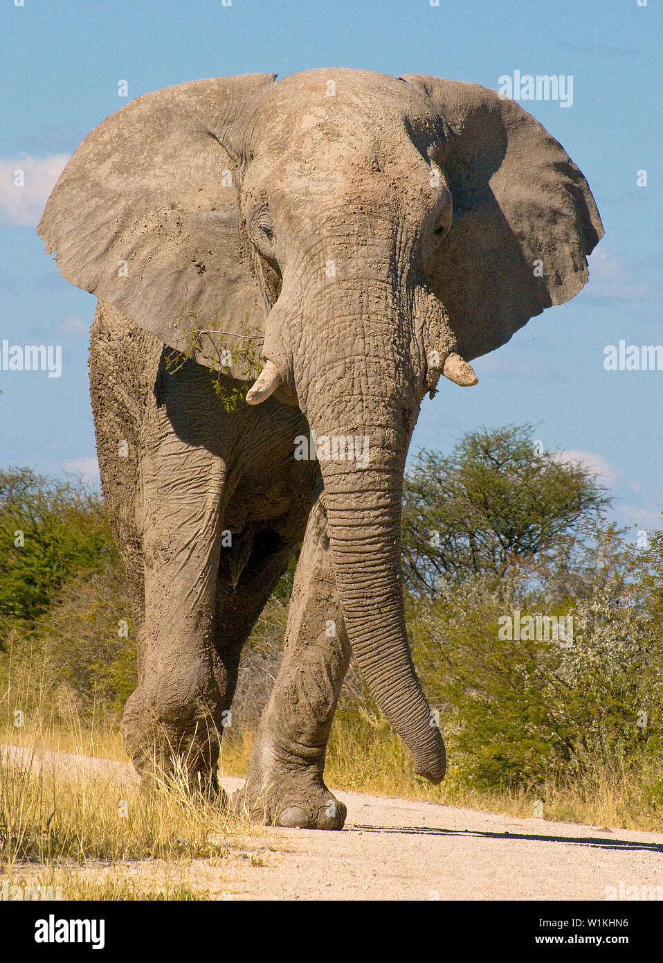 An elephant runs down a road just north of Namutoni in Namibia's Etosha National Park. The elephant stood around 12-13 feet high. (c) 2008 Tom Kelly Stock Photo