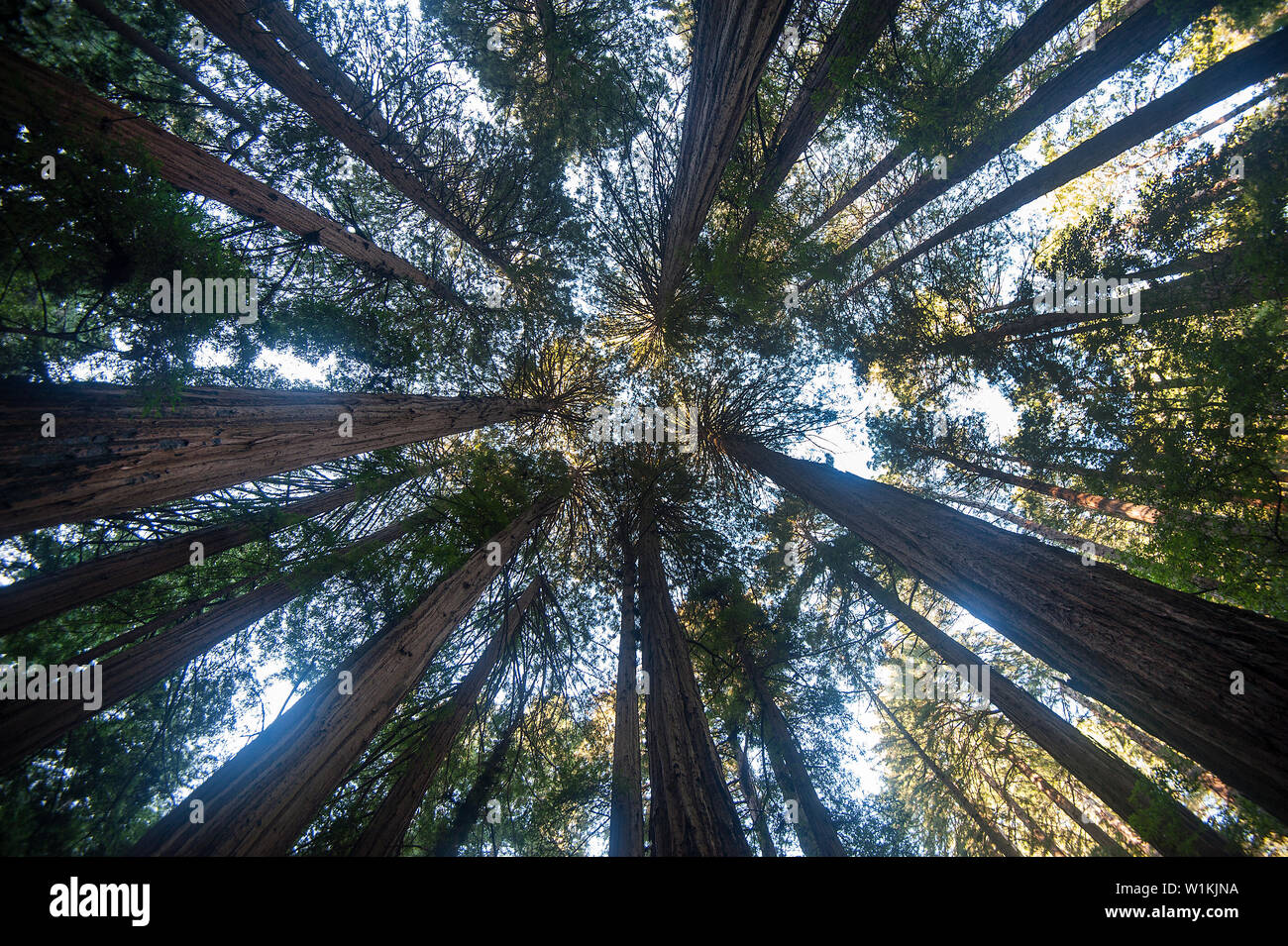 Redwood trees reach skyward in John Muir Woods National Monument. (c) 2016 Tom Kelly Stock Photo