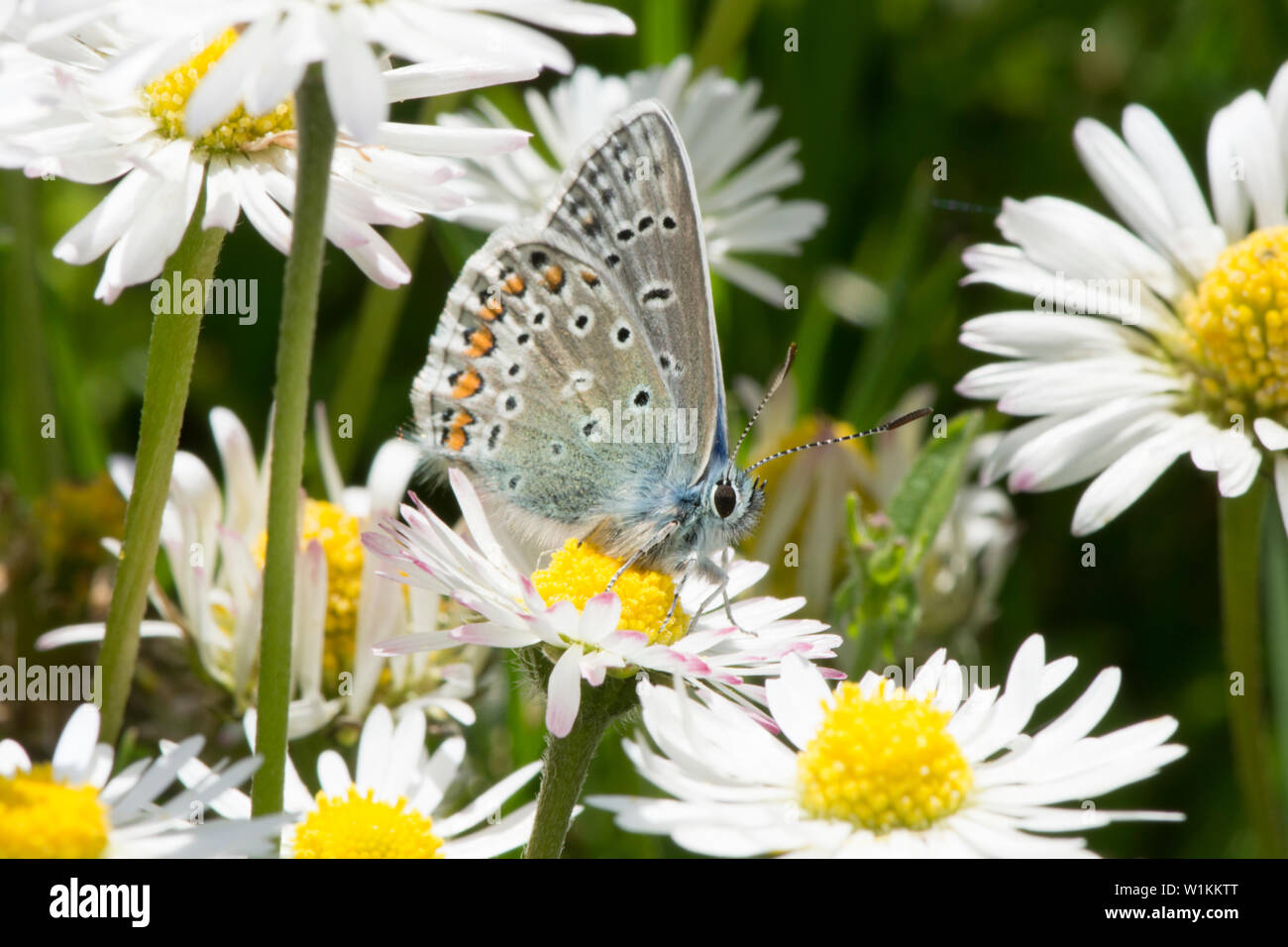 Common Blue, Polyommatus icarus, butterfly, male, on flower, Oxeye daisy, Leucanthemum vulgare, Essex, UK, May Stock Photo