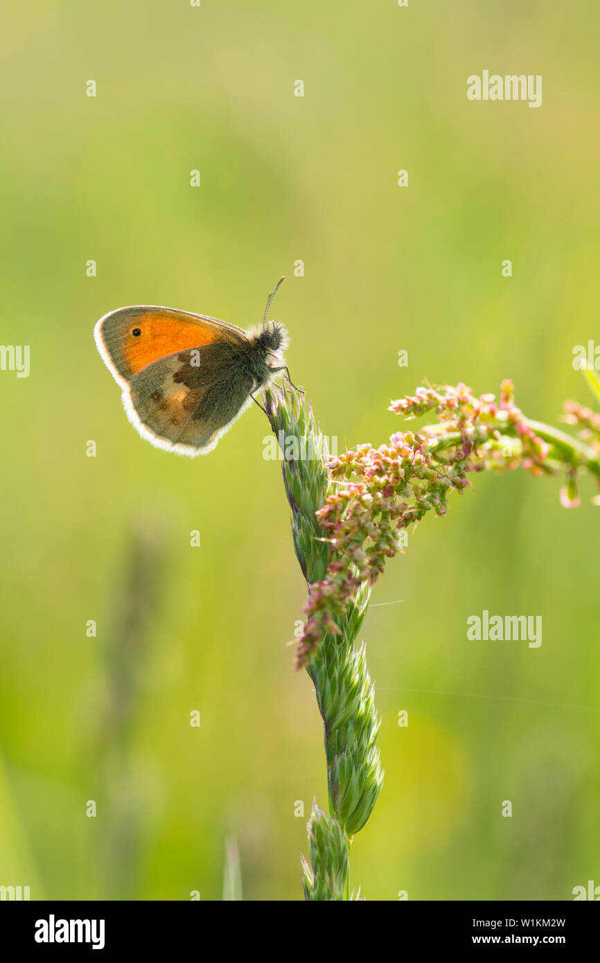 Small Heath, Coenonympha pamphilus, butterfly, on grass seed head,  May, Essex. UK Stock Photo