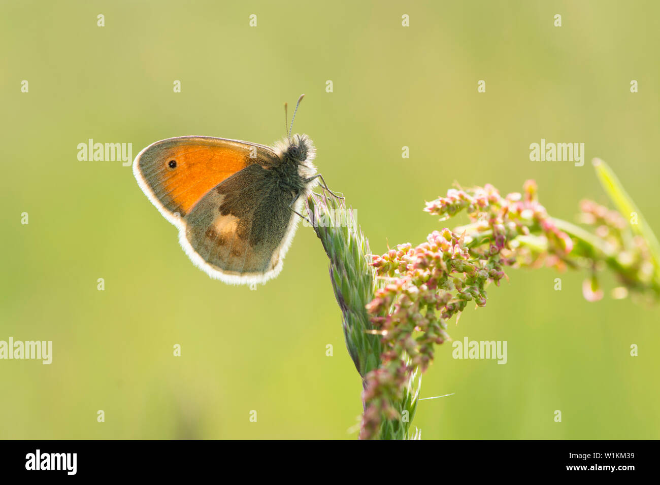Small Heath, Coenonympha pamphilus, butterfly, on grass seed head,  May, Essex. UK Stock Photo