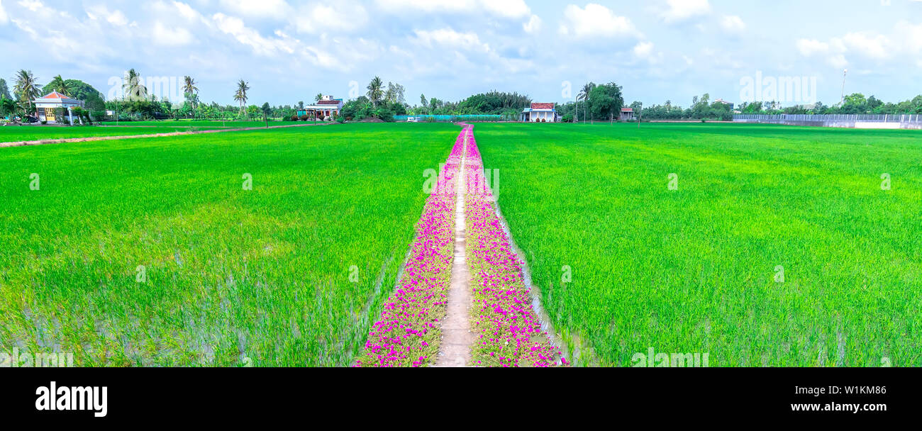 Portulaca grandiflora flowers bloom along the trail leading to the farmer's house with two beautiful and peaceful young rice fields Stock Photo