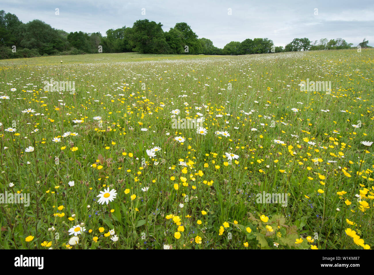 wild flower meadow, field of wild flowers, Bulbous Buttercup, Ranunculus bulbosus, Oxeye daisy, Leucanthemum vulgare, Essex, UK. May Stock Photo