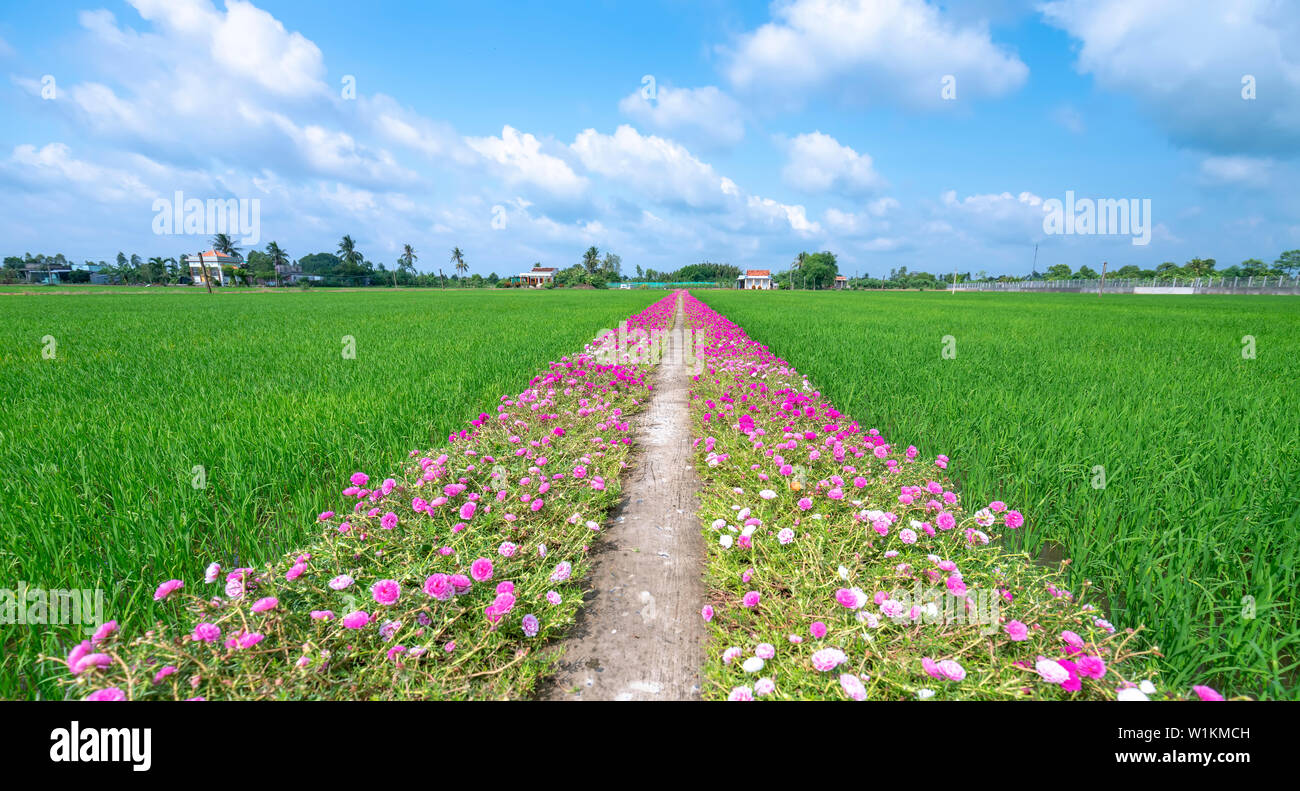 Portulaca grandiflora flowers bloom along the trail leading to the farmer's house with two beautiful and peaceful young rice fields Stock Photo