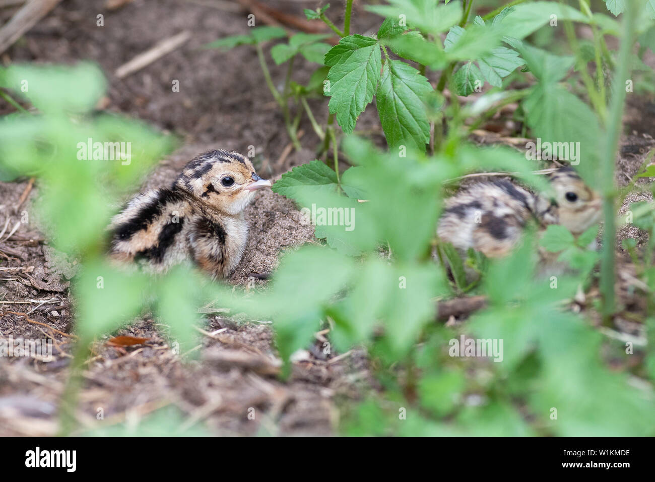 A Brood of Wild Baby Pheasants in South Dakota Stock Photo Alamy A Brood of Wild Baby Pheasants in South Dakota Stock Photo Alamy
