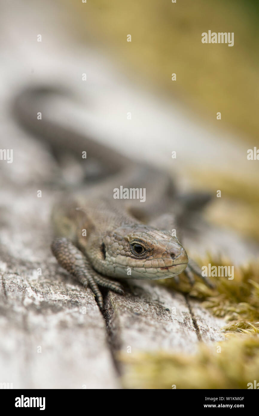 Common Lizard, Zootoca vivipara, Viviparous lizard, sunning, warming itself on old log, Essex, UK, May Stock Photo