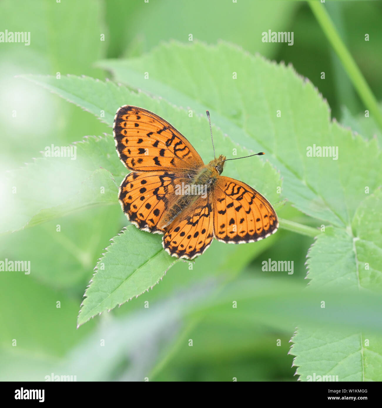 Brenthis ino, known as the lesser marbled fritillary, a butterfly of the family Nymphalidae Stock Photo
