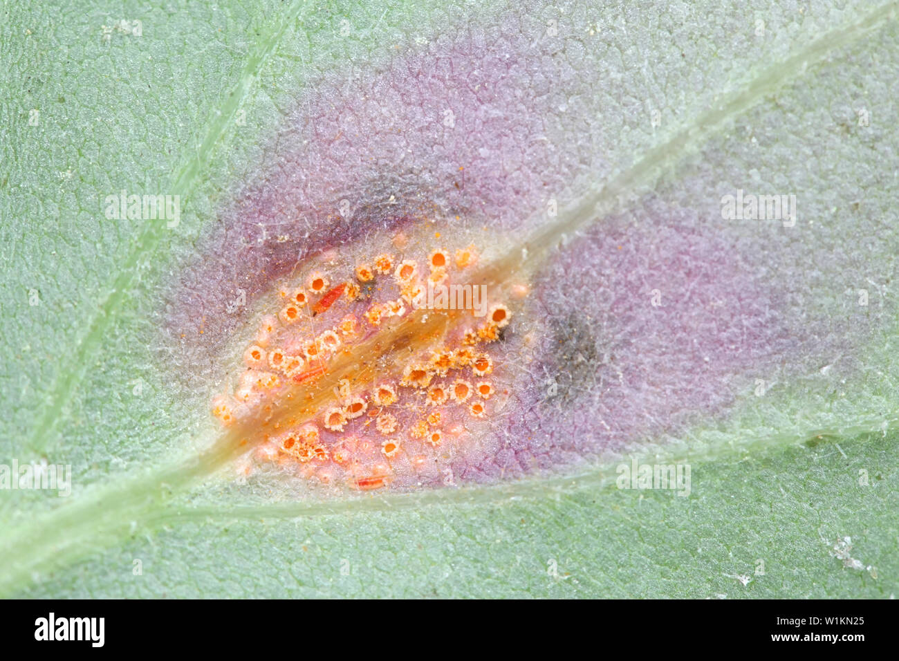 Puccinia poarum, known as the coltsfoot rust gall or meadow grass rust, a fungal plant pathogen Stock Photo
