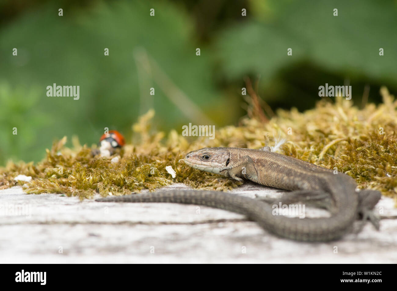 Common Lizard, Zootoca vivipara, Viviparous lizard, watching a ladybird, on old log, Essex, UK, May Stock Photo