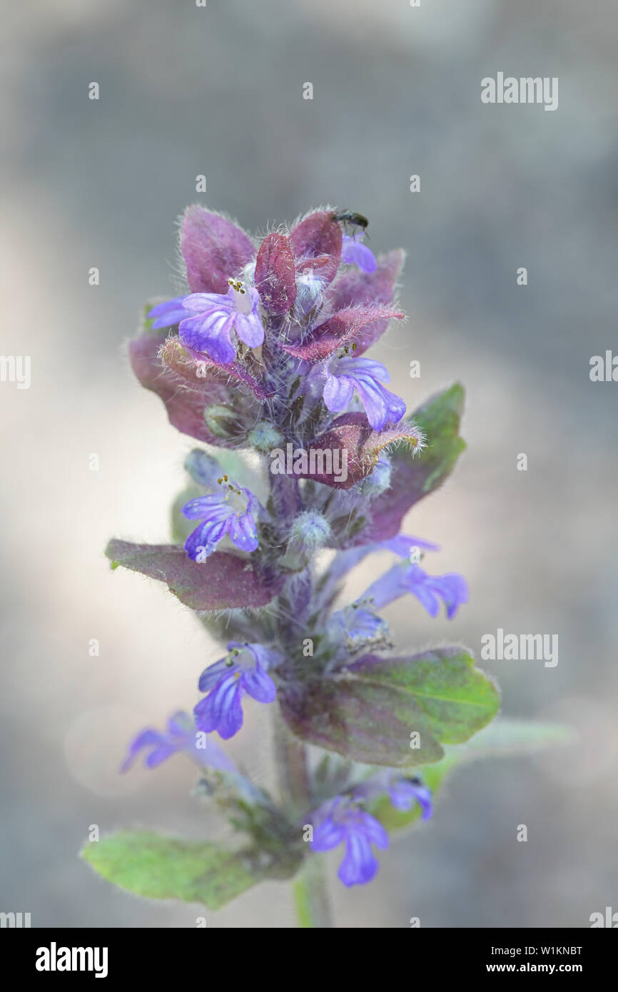 Creeping bugleherb hires stock photography and images Alamy