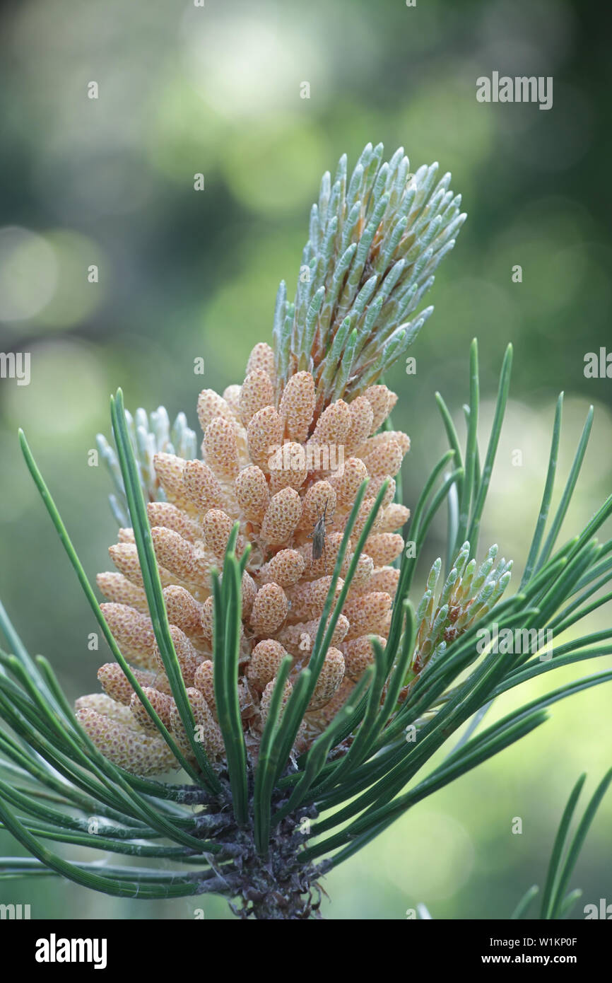 Male cones of Pinus mugo, known as  creeping pine, dwarf mountainpine, mugo pine, mountain pine, scrub mountain pine or Swiss mountain pine Stock Photo