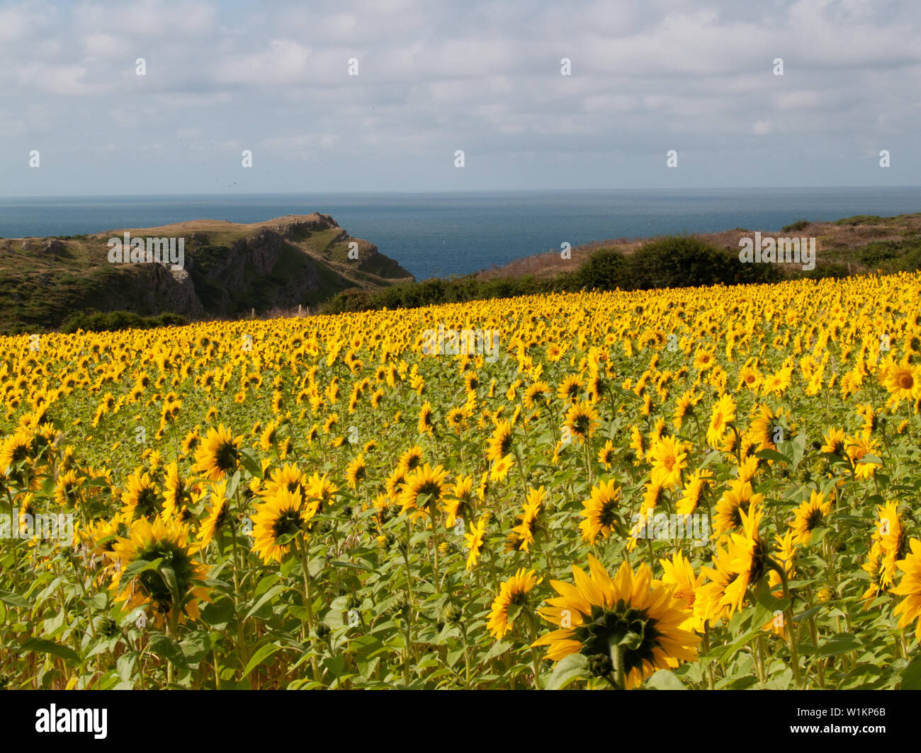 A field of beautiful yellow sunflowers in the summer light Stock Photo ...