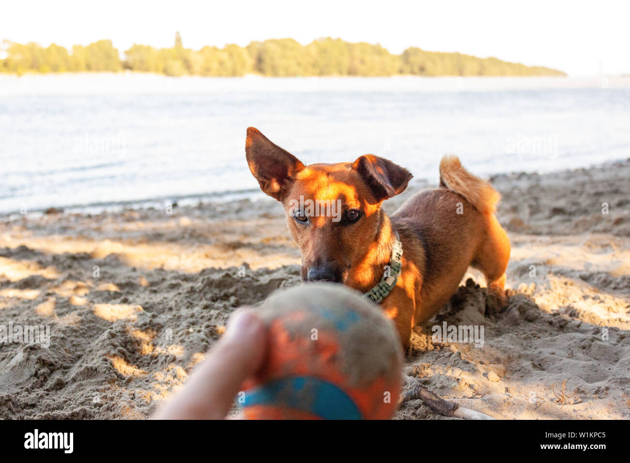 dog beach toys