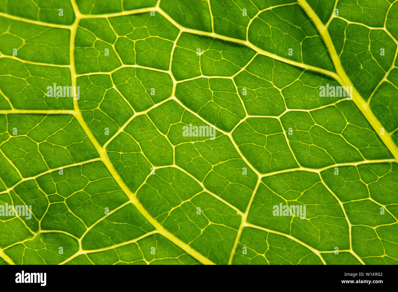 Description: Green leaf Armoracia close-up, texture Leaf Horseradish close up. Macro. Armoracia rusticana. Armoracia. Stock Photo