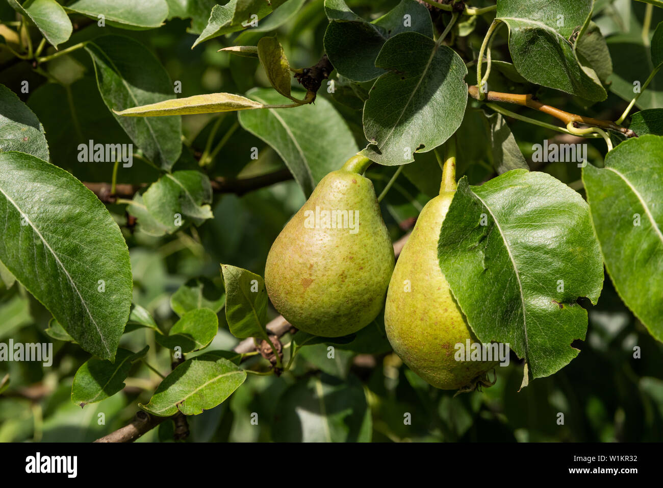 Description: Green pears with the green background. Stock Photo