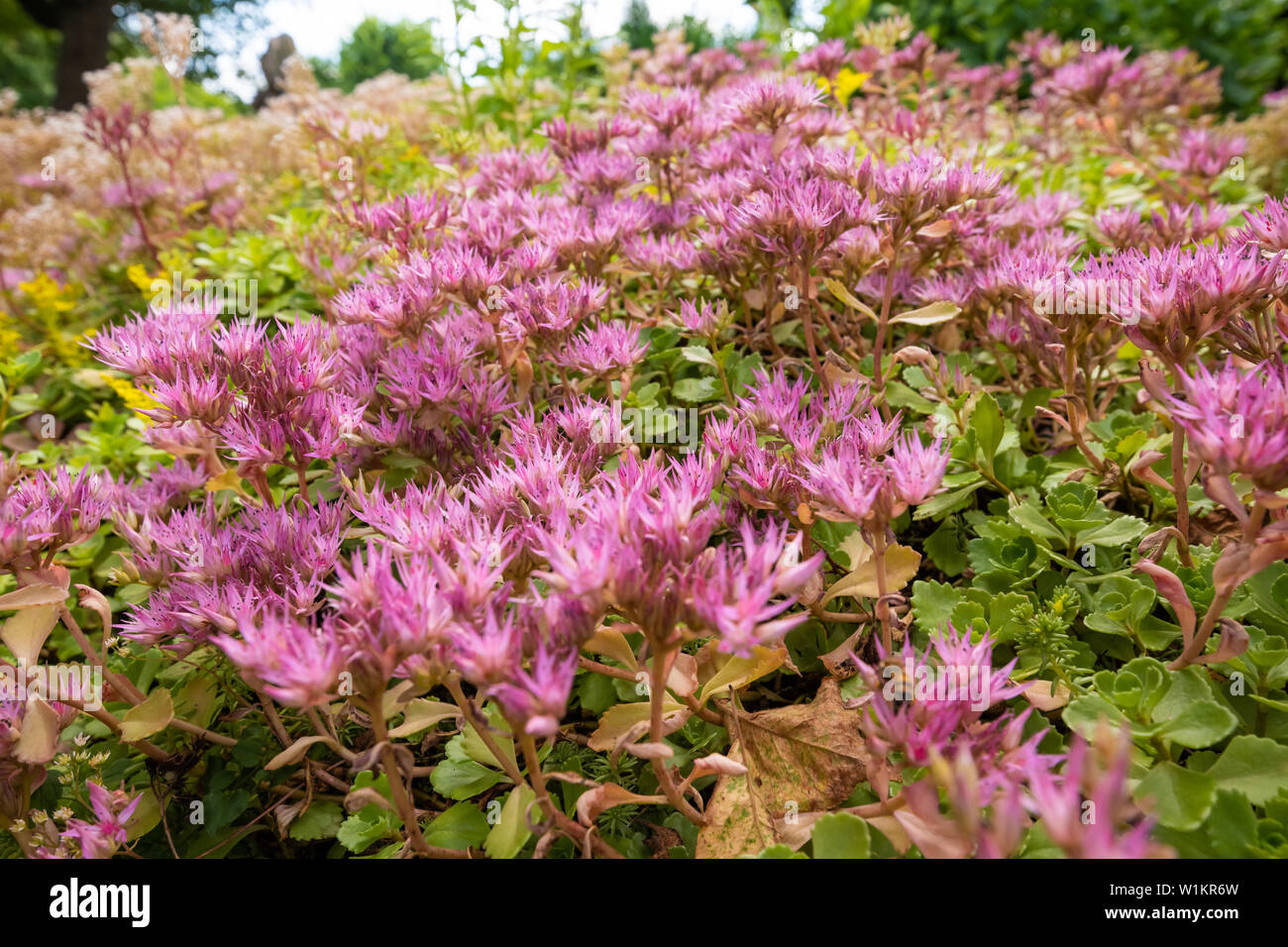 Description: Flowers succulent stonecrop (Sedum) Close-up of small pink Sedum (stonecutter) flowers, in the family of Crassula and succulent plants, f Stock Photo