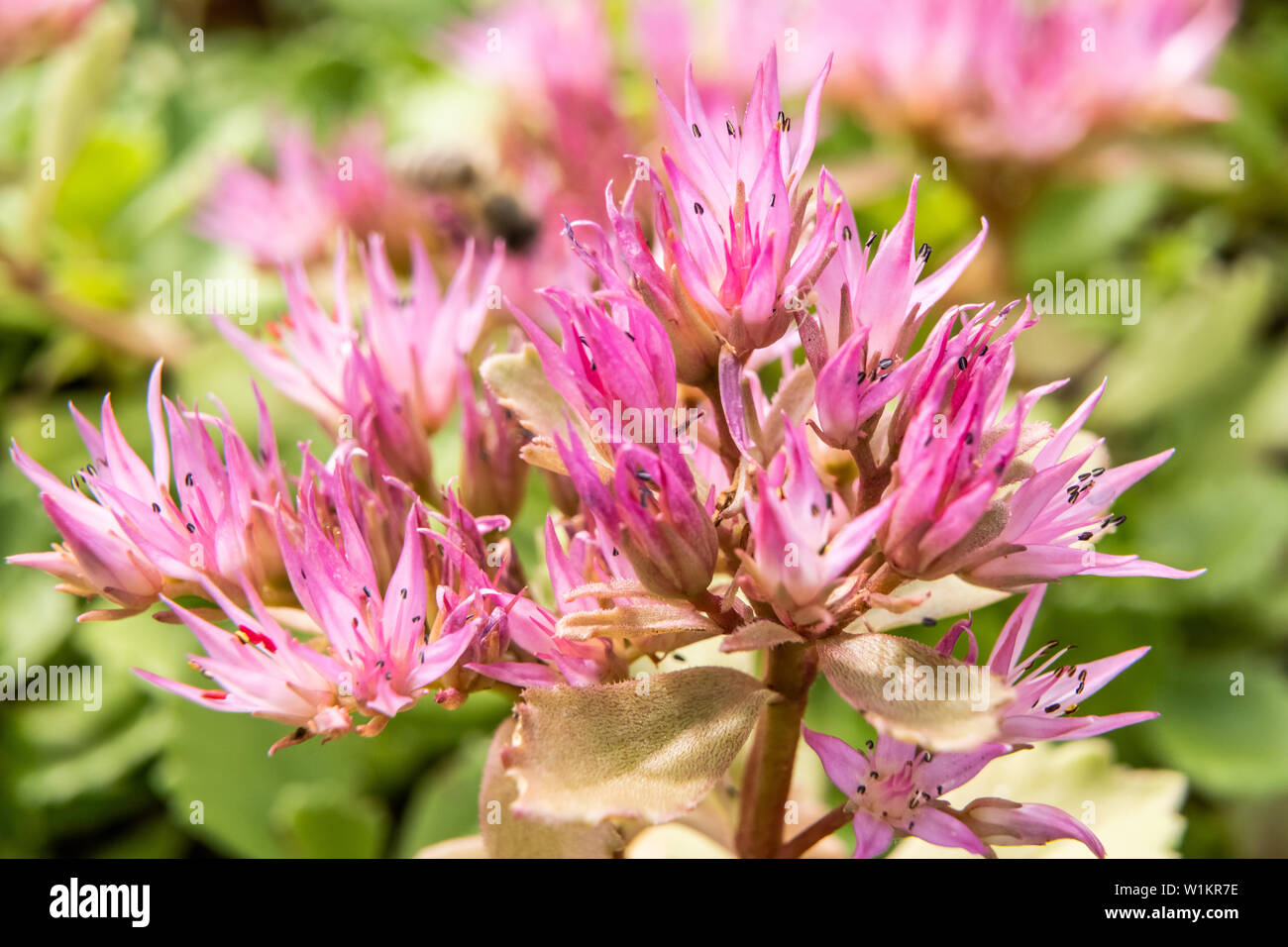 Description: Flowers succulent stonecrop (Sedum) Close-up of small pink Sedum (stonecutter) flowers, in the family of Crassula and succulent plants, f Stock Photo