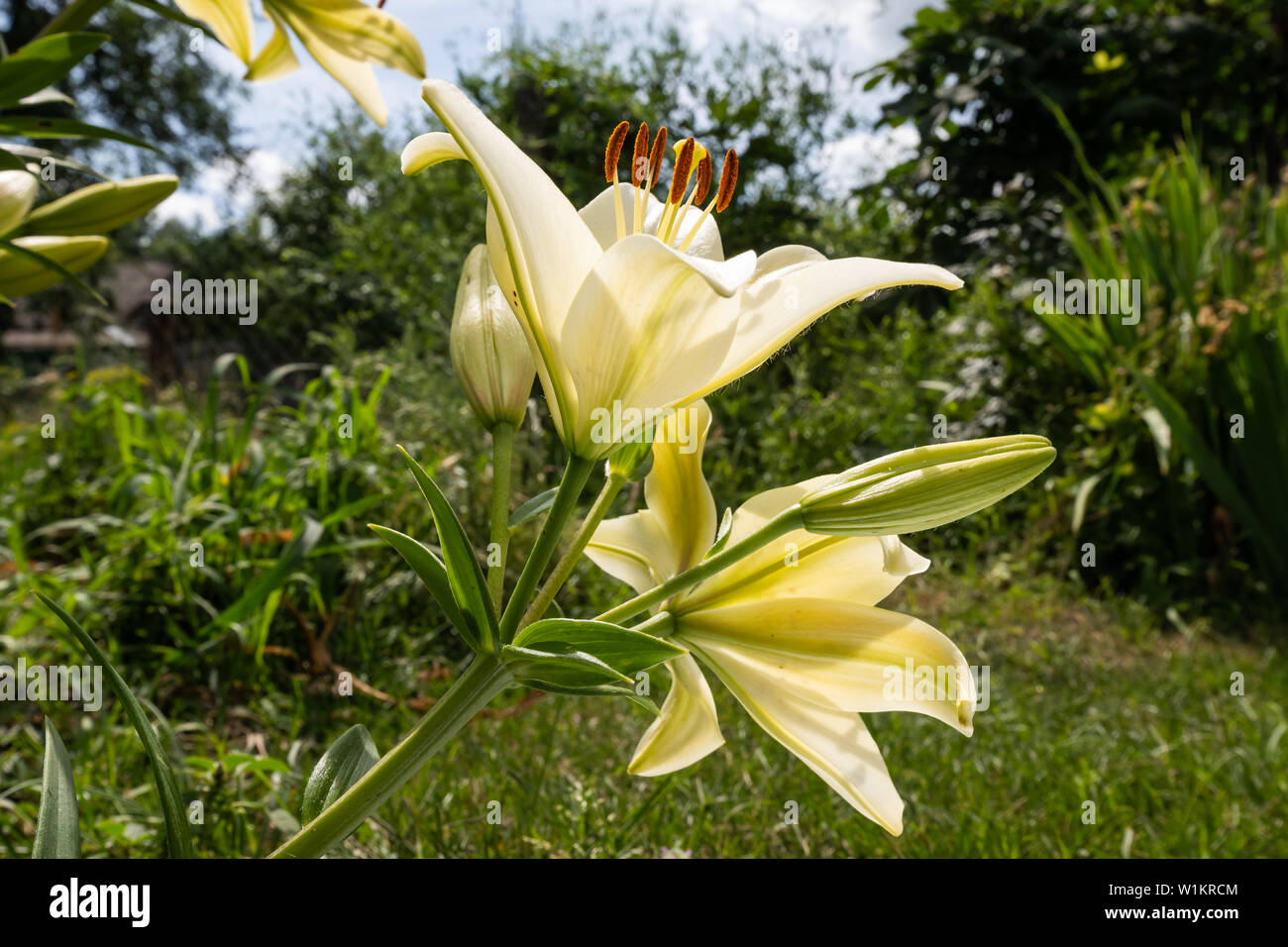 Description flowers of yellow Lily closeup Stock Photo Alamy