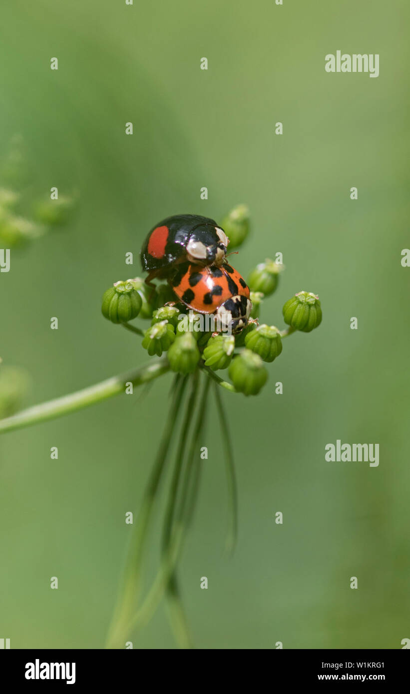 Harlequin ladybirds (Harmonia axyridis) mating. an invasive species that arrived in Britain in 2004 Stock Photo