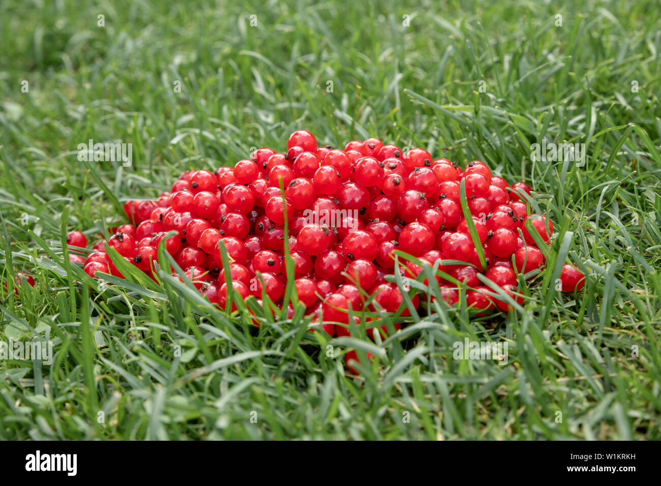 Description: red currant in bulk lies on the green grass Stock Photo