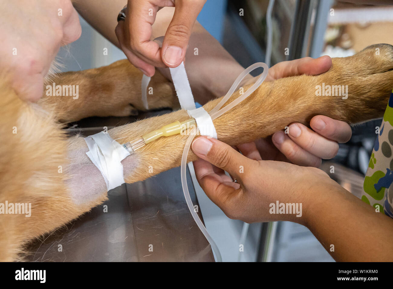 Intravenous Injection In Dogs