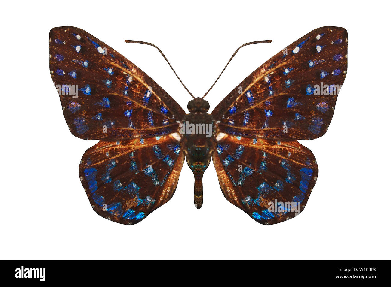 brown butterfly with blue spots on the wings. isolated on white ...