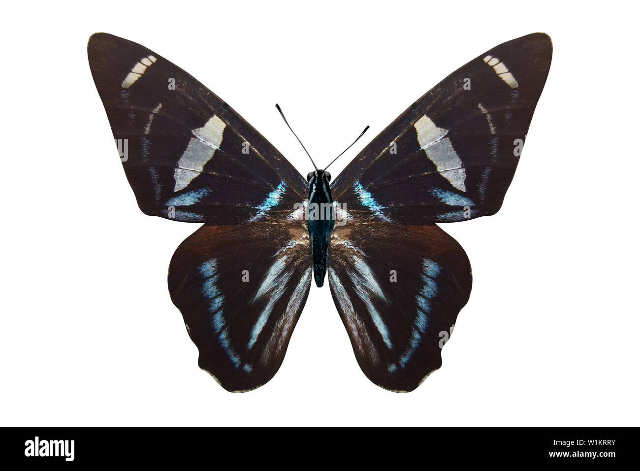 butterfly with blue and white spots on the wings on the wings. isolated ...