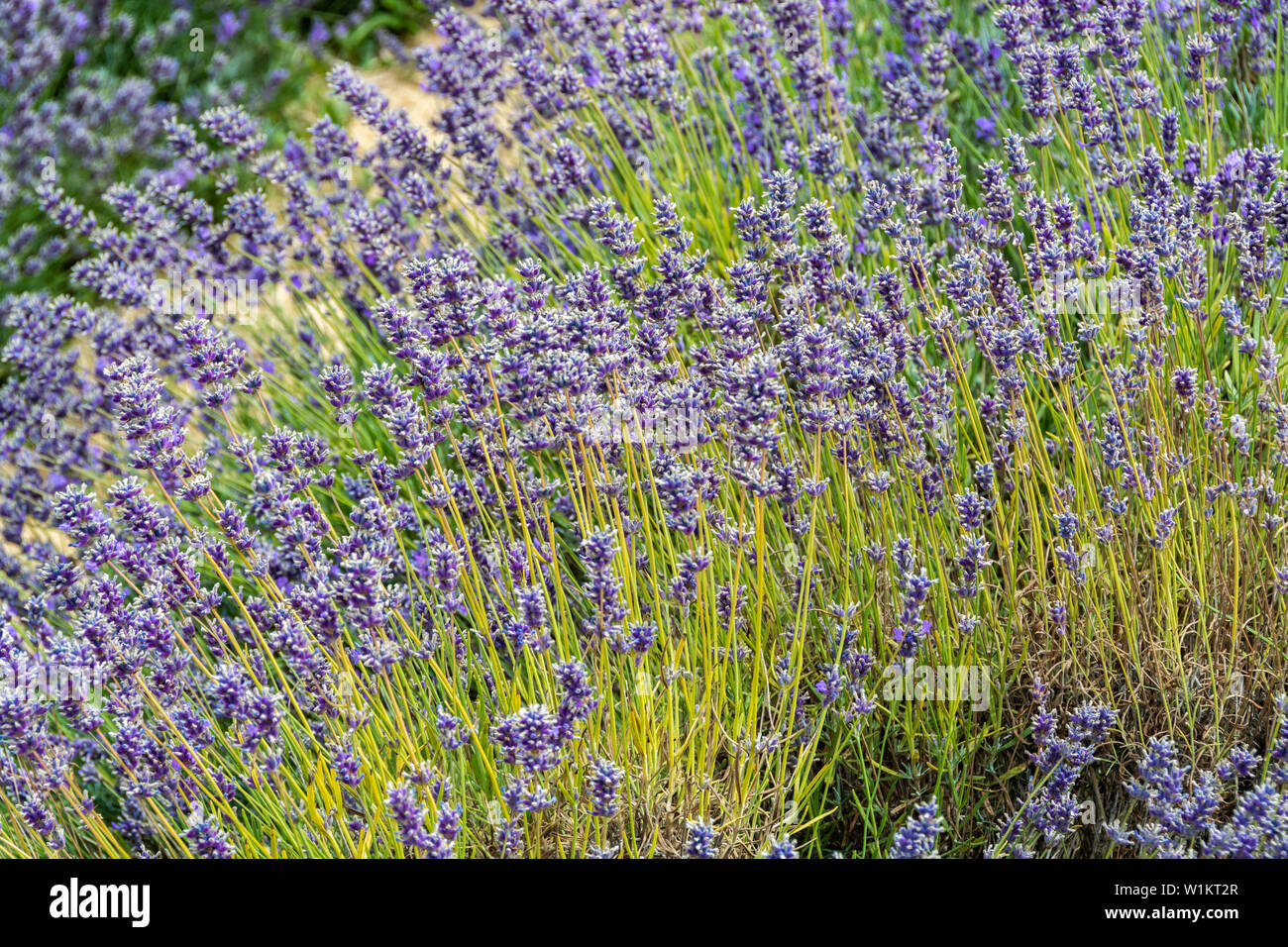 Lavender stems hires stock photography and images Alamy