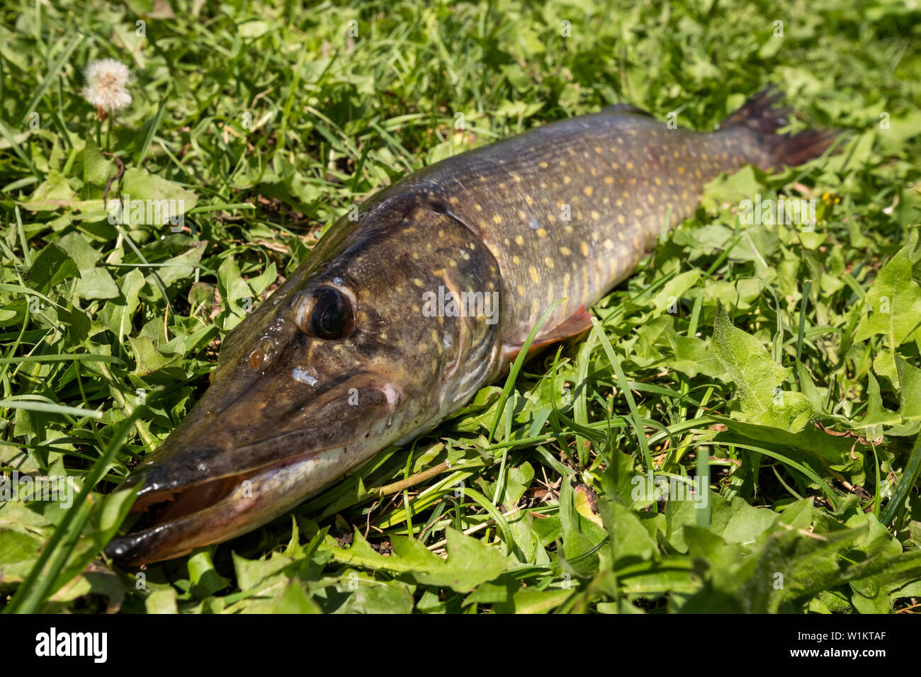 Description: Fisherman trophy. Freshwater fish pike lying on the green grass Stock Photo