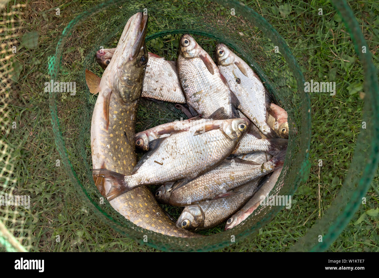 Description: Pike and bream in a fishing cage. Fisherman's prey. Stock Photo